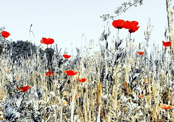 Poppies-Patrick van