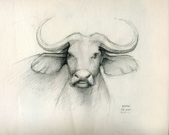 BUFFLE - BUFFALO-Jean Bessat