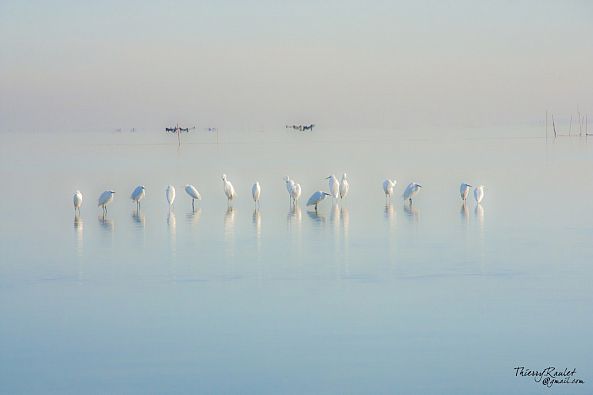 Etang de l'or (Hérault, France)-Thierry Raulet