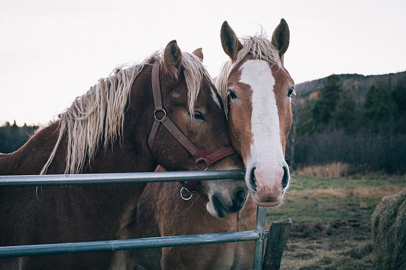 HORSES-Philippe Archambault