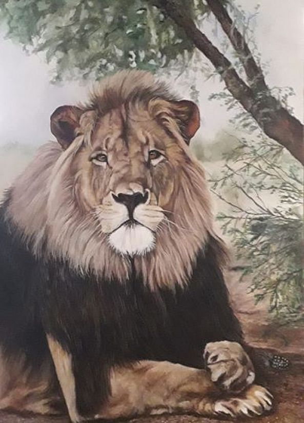 Lion watching-jaotto Cronje