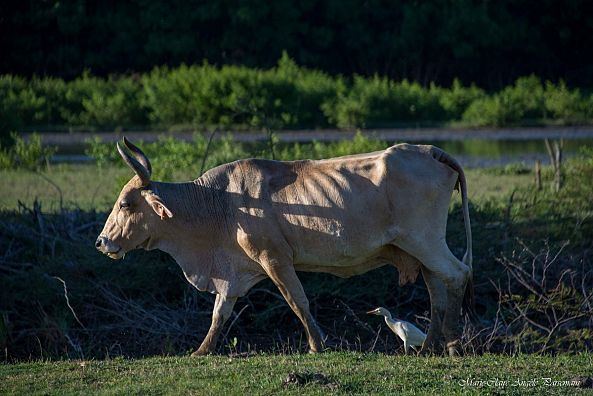 Garde vache-Marie-Claire PARSEMAIN