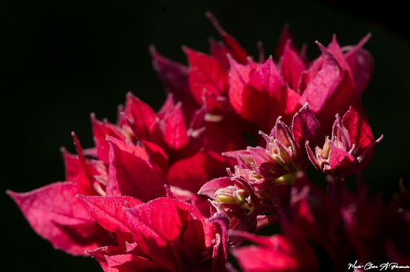 Red Bougainvil-Marie-Claire PARSEMAIN