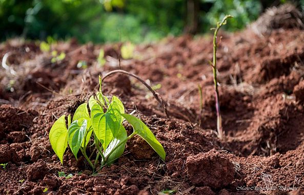 Dioscorea-Marie-Claire PARSEMAIN