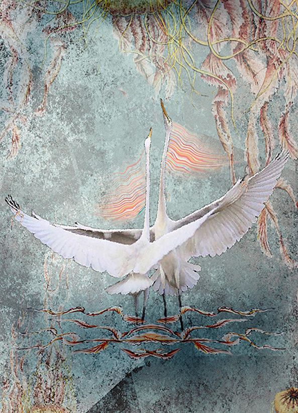 SWAN LOVE-Albena Alta