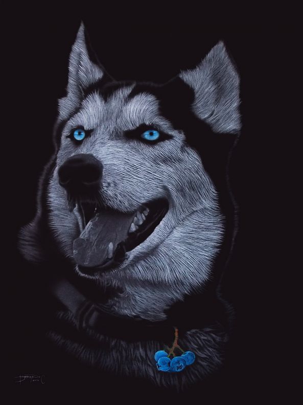 BLUEBERRY HUSKY-Bernardo Castañeda