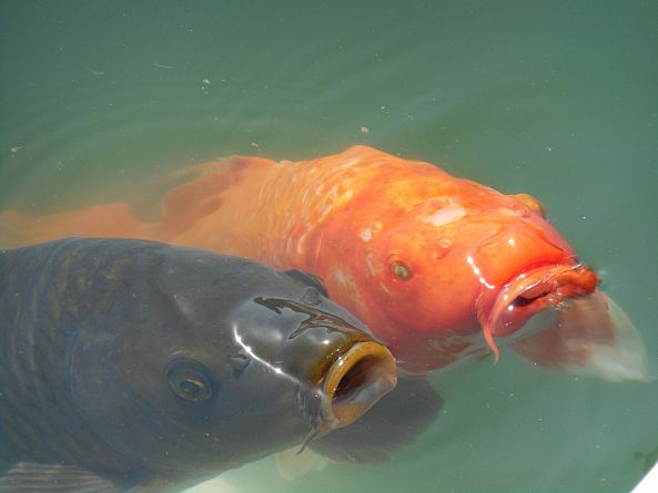 Fishes-Ujjwala Gaur