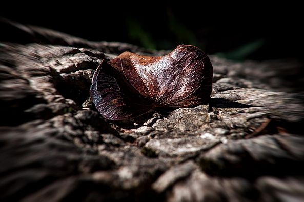 Automne-Jean-François Sgro