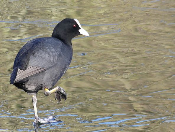 Oiseaux sur glace-Eléonore Verougstraete