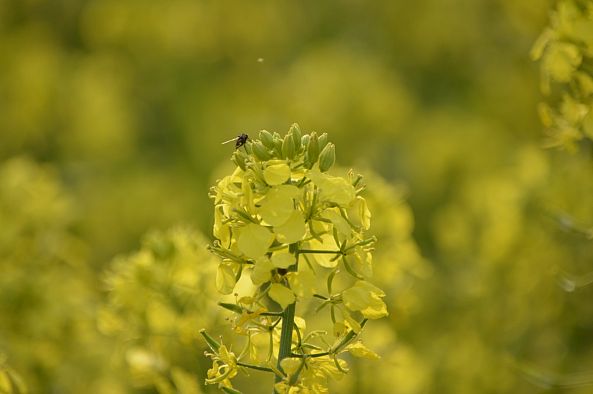 La mouche sur la fleur de canola-Nathalie Masse