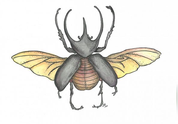 Flying beettle-Jessie's Art