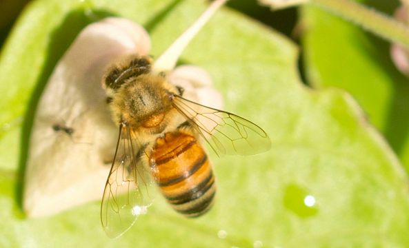 HONEY BEE SERIES-ROBERT DEMMANS