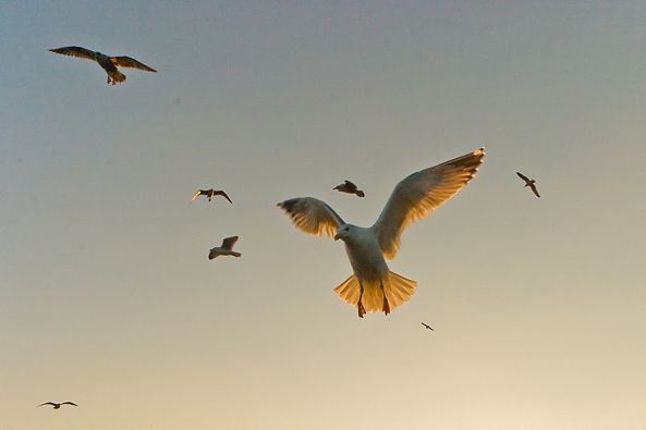 Mouette-Nicolas Bernié