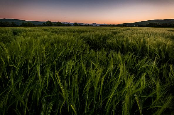 Verdure crépusculaire-Nicolas Bernié