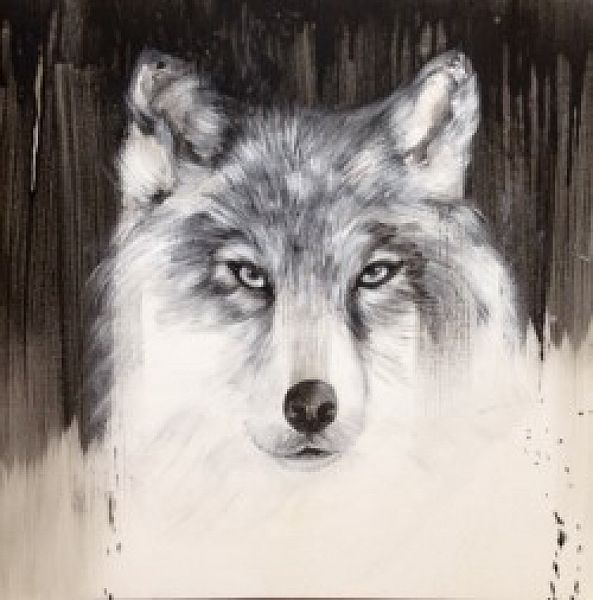 loup de face-Nadine Gauthier