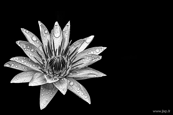 Black Lily-Jean-Louis Paulin