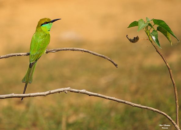 Shades of green.......-sai srinivas