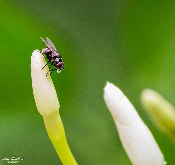 Rain drop....-sai srinivas