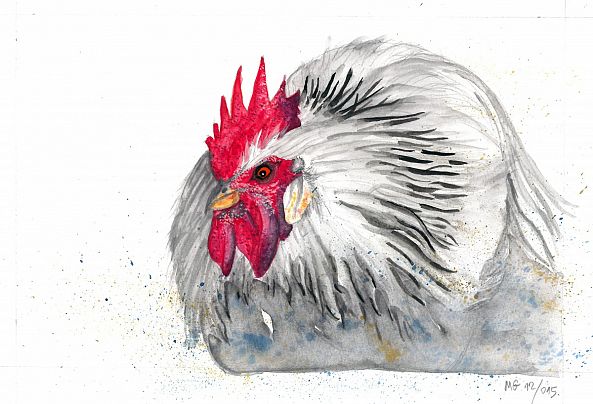 Rooster-Goran Martinovic